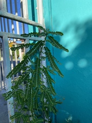 Phyllanthus urinaria