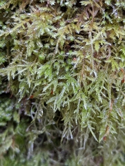 Pseudisothecium stoloniferum