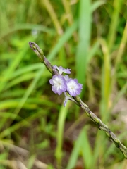Stachytarpheta