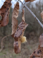 Neuroterus laurifoliae