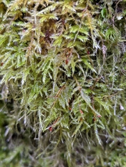 Pseudisothecium stoloniferum