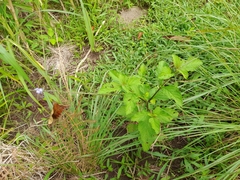 Stachytarpheta