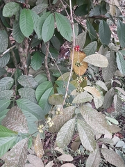 Coffea arabica