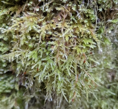 Pseudisothecium stoloniferum