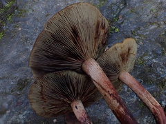 Hypholoma lateritium