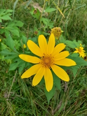 Tithonia diversifolia