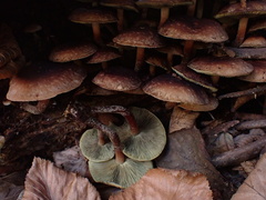 Hypholoma lateritium
