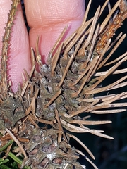 Adelges abietis