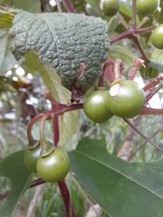 Cissus erosa