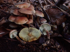 Hypholoma lateritium