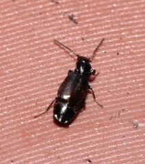 Microlestes