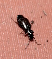 Microlestes