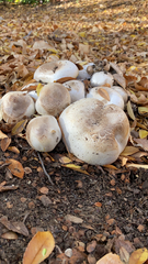 Agaricus xanthodermus
