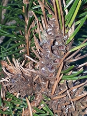 Adelges abietis