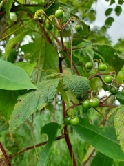 Cissus erosa
