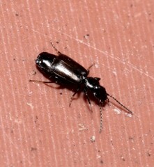 Microlestes