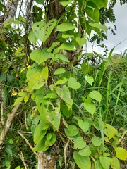 Dioscorea bulbifera