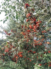 Pyracantha angustifolia