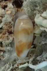 Volvarina albolineata