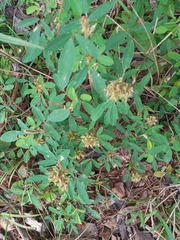 Porophyllum ruderale