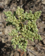 Euphorbia falcata