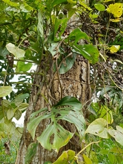 Monstera adansonii