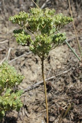 Euphorbia falcata