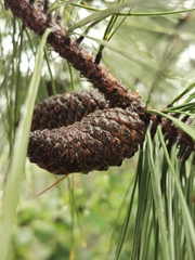 Pinus teocote
