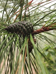 Pinus teocote