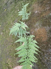 Pityrogramma calomelanos