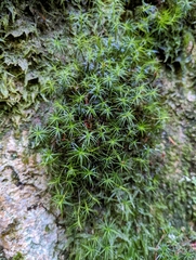 Polytrichastrum alpinum