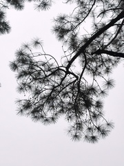 Pinus teocote