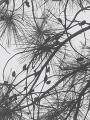 Pinus teocote