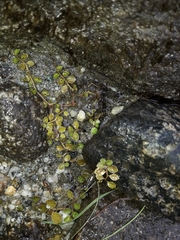 Lobelia angulata