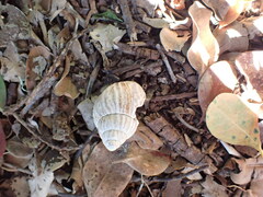 Lissachatina fulica