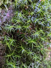 Polytrichastrum alpinum