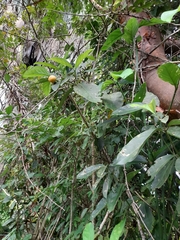 Posoqueria latifolia
