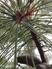 Pinus teocote