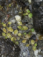 Lobelia angulata