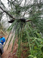 Pinus teocote