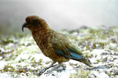 Nestor notabilis