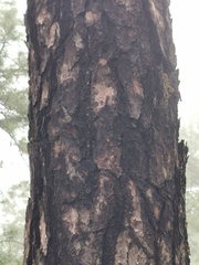 Pinus teocote