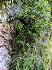 Polytrichastrum alpinum