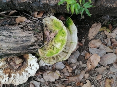 Trametes menziesii
