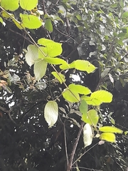 Vitis tiliifolia