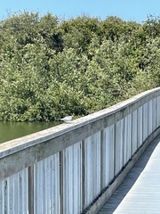 Sternula antillarum browni