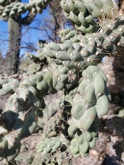 Cylindropuntia fulgida
