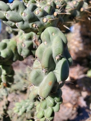 Cylindropuntia fulgida