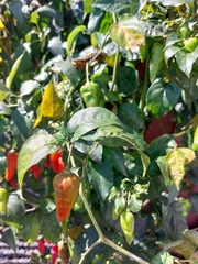 Capsicum chinense