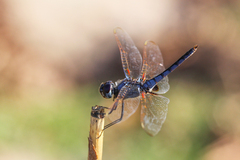 Urothemis edwardsii